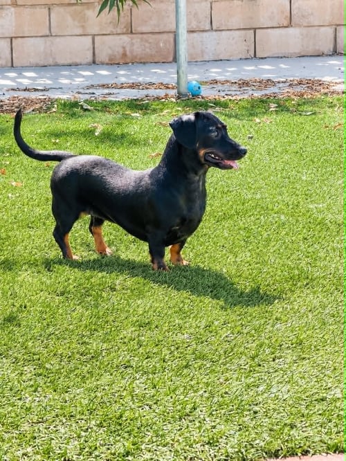 SABLE - Dachshund / Chihuahua available for adoption
