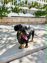 Sable - Photo 6