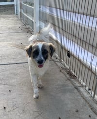 Otto - Photo 6