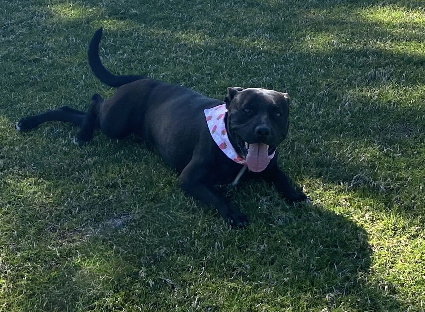 ELOISE - Staffordshire Bull Terrier available for adoption
