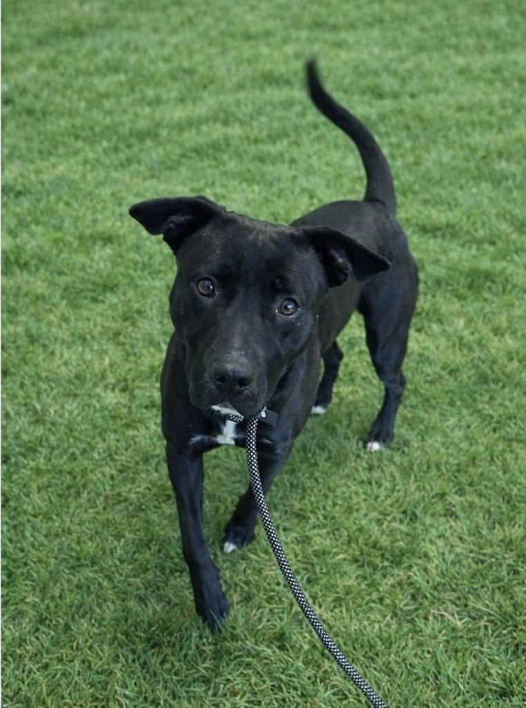 ELOISE - Staffordshire Bull Terrier available for adoption