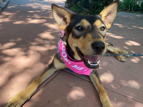 TOPH - Shepherd available for adoption