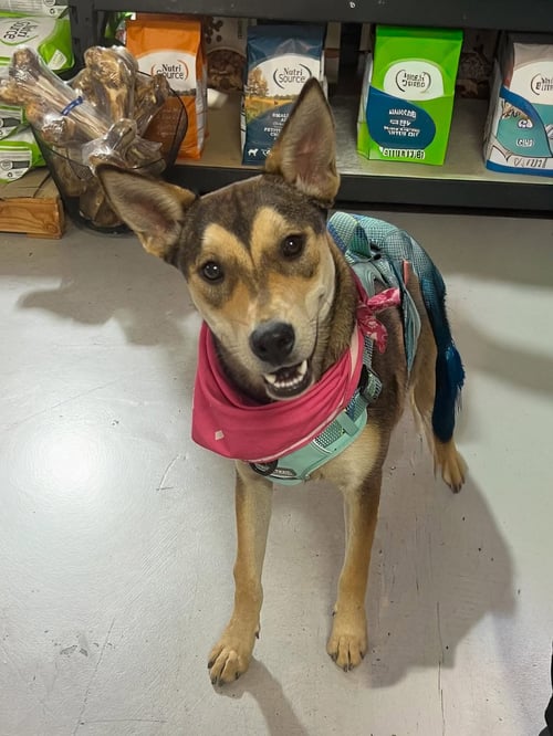 KYA - Shepherd available for adoption