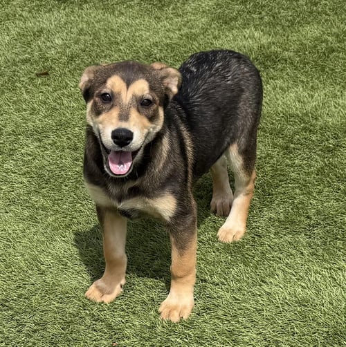 KYA - Shepherd available for adoption