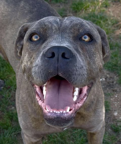 FREESIA - Pit Bull Terrier available for adoption