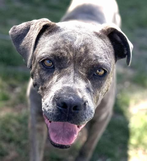 FREESIA - Pit Bull Terrier available for adoption