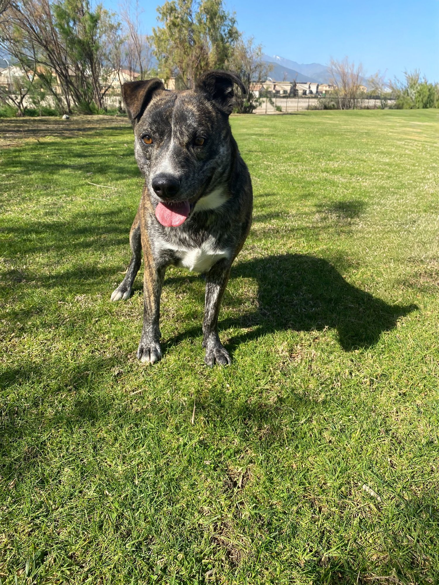 ELIZA - Pit Bull Terrier available for adoption