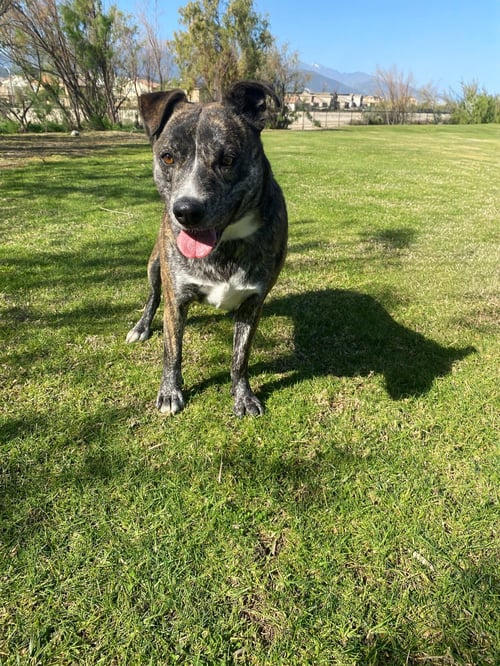 ELIZA - Pit Bull Terrier available for adoption