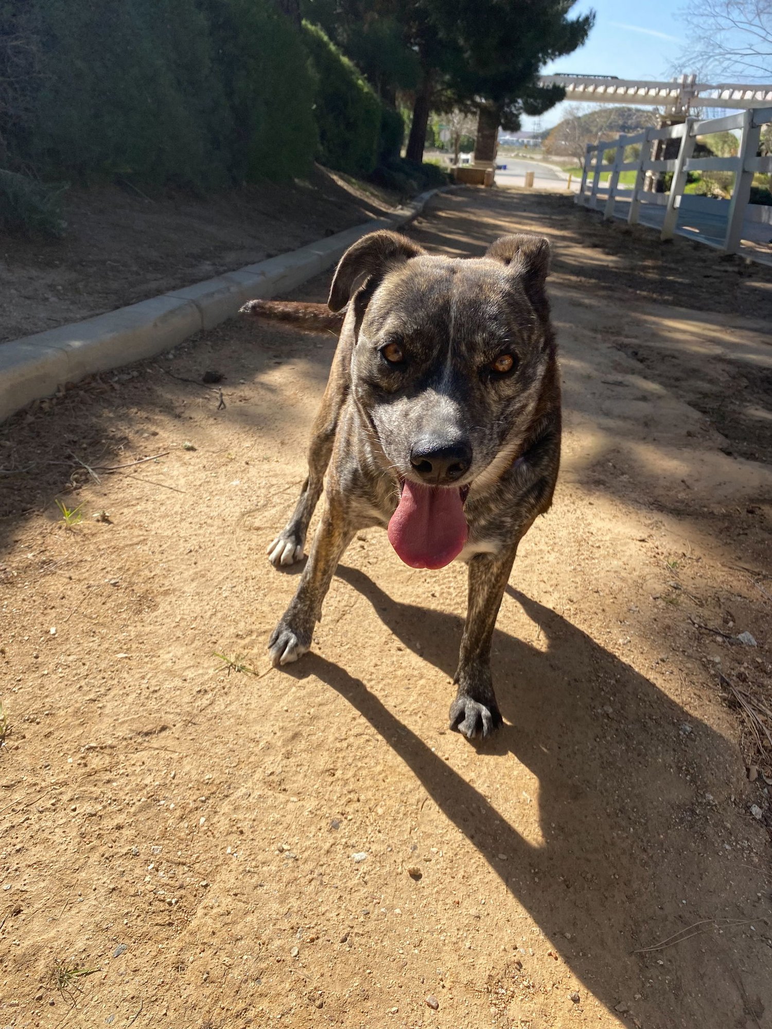 ELIZA - Pit Bull Terrier available for adoption