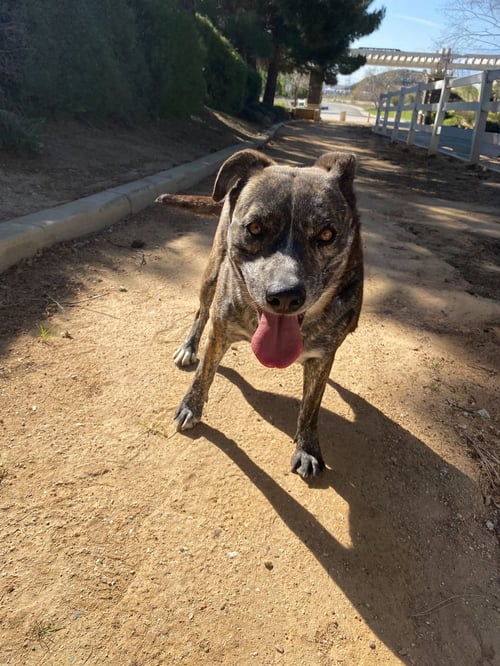 ELIZA - Pit Bull Terrier available for adoption