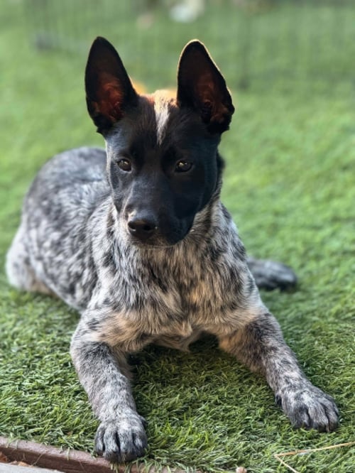NORMA JEAN - Australian Shepherd available for adoption