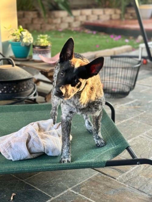 NORMA JEAN - Australian Shepherd available for adoption