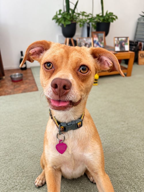 JESSIE - Chihuahua / Greyhound available for adoption