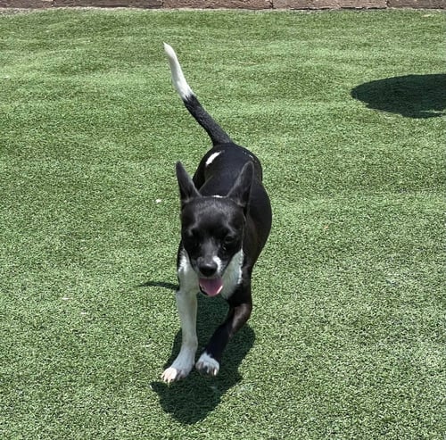 BESSIE - Chihuahua available for adoption