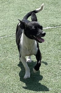 Bessie - Photo 1