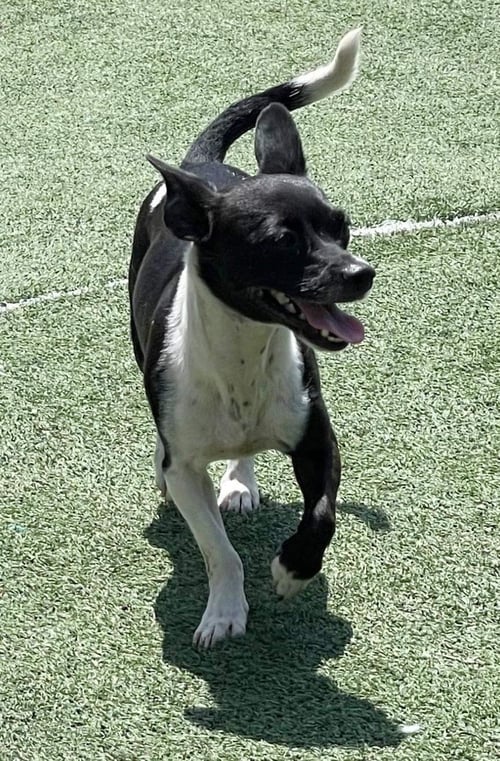 BESSIE - Chihuahua available for adoption