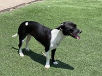 Bessie - Photo 5