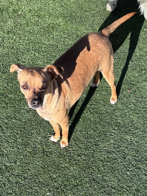 GUS - Chihuahua / Dachshund available for adoption