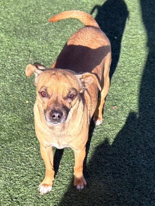 GUS - Chihuahua / Dachshund available for adoption