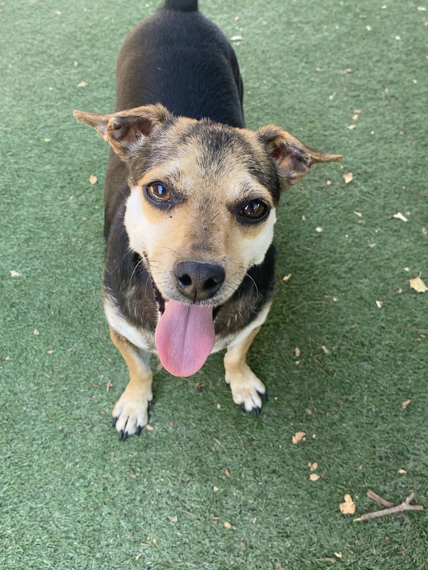 PIP - Chihuahua available for adoption