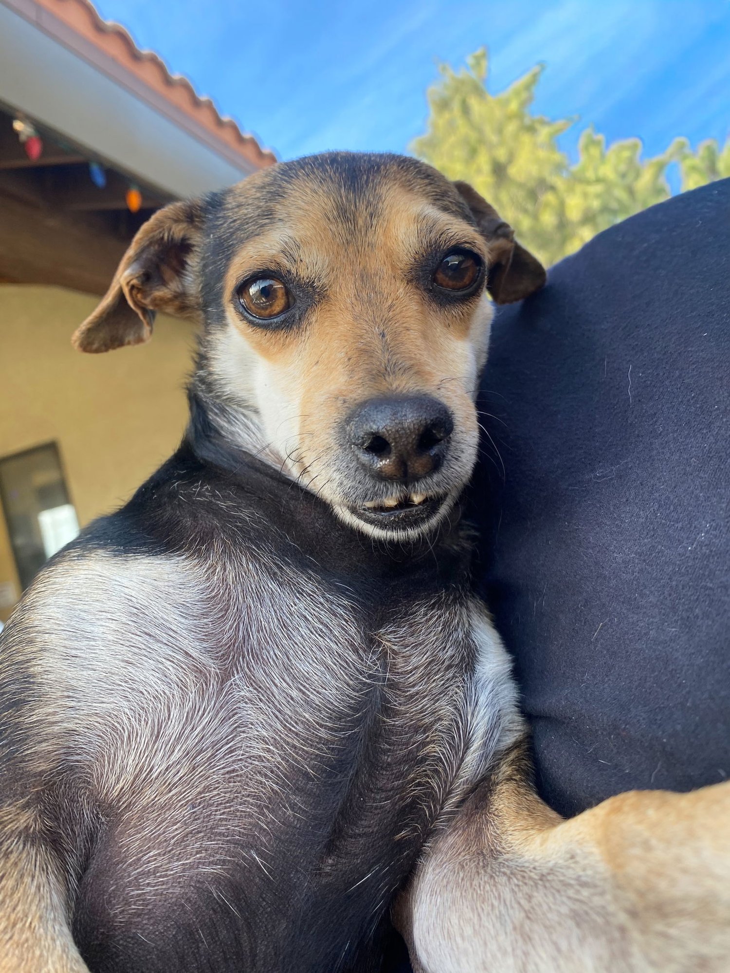 PIP - Chihuahua available for adoption