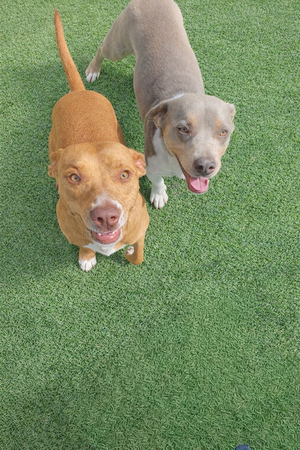 Maya - Photo 4
