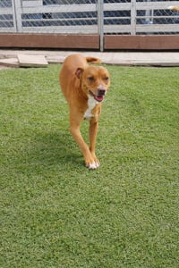 Maya - Photo 3