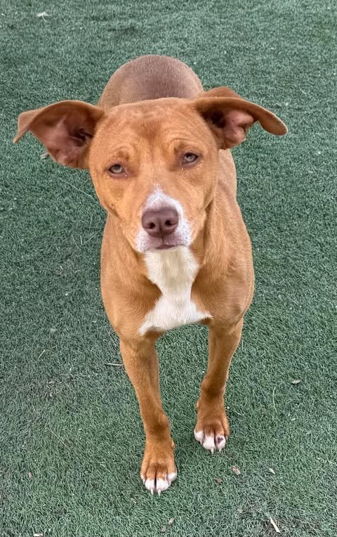 MAYA - Dachshund / Staffordshire Bull Terrier available for adoption