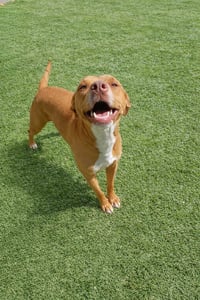 Maya - Photo 1