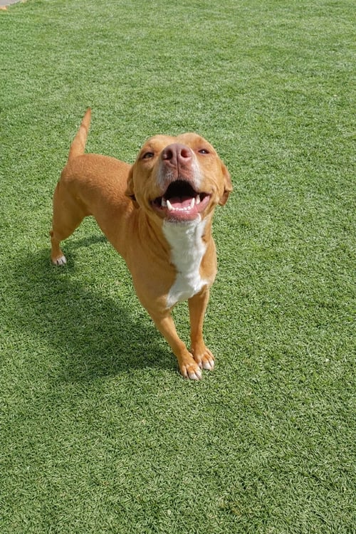 MAYA - Dachshund / Staffordshire Bull Terrier available for adoption