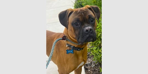 JAR JAR - Boxer available for adoption