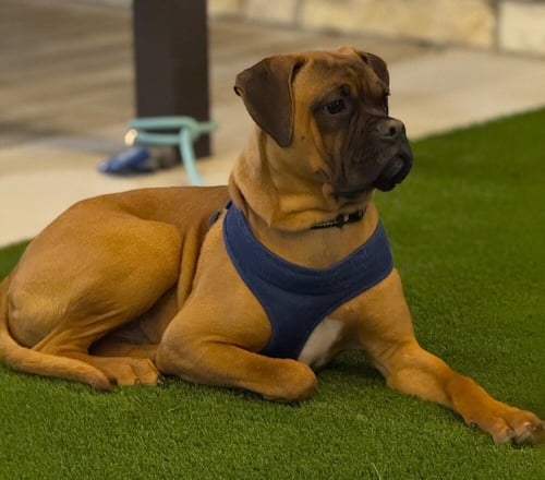JAR JAR - Boxer available for adoption