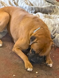 Roxanne II - Photo 4