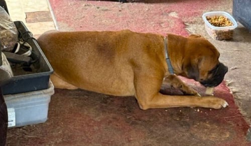 ROXANNE II - Boxer available for adoption