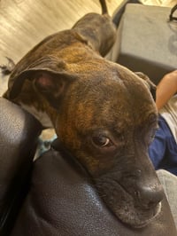 Hercules II - Photo 2