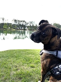 Hercules II - Photo 3