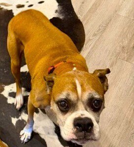 CHUY III - Boxer available for adoption