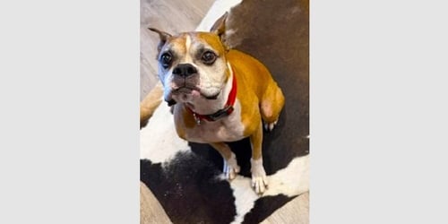 CHUY III - Boxer available for adoption