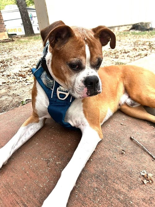 BENTLEY II - Boxer available for adoption