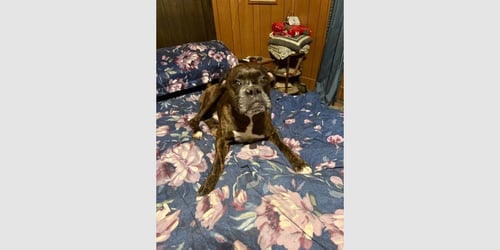 SHADOW II - Boxer available for adoption
