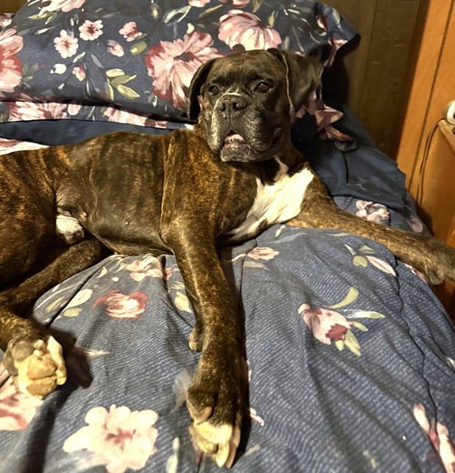 SHADOW II - Boxer available for adoption