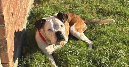 GIORGIO - Boxer available for adoption