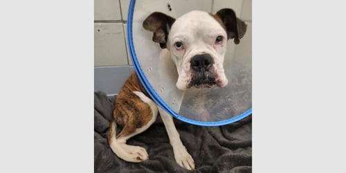GIORGIO - Boxer available for adoption