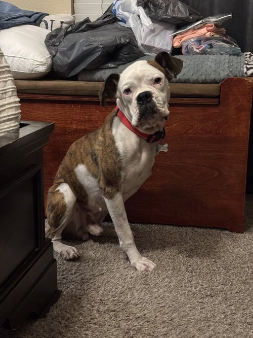 GIORGIO - Boxer available for adoption