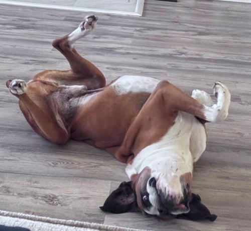 BEAR II - Boxer available for adoption