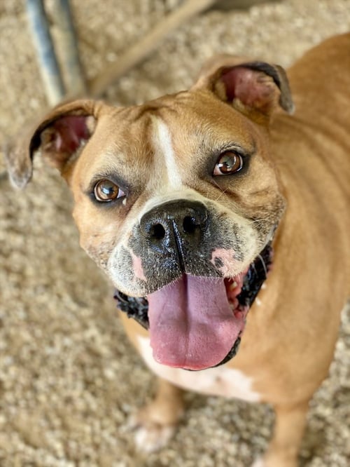 PEPSI - Boxer available for adoption