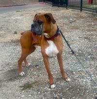 Brodi III - Silver Heart - Photo 2