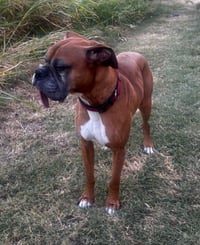 Brodi III - Silver Heart - Photo 4