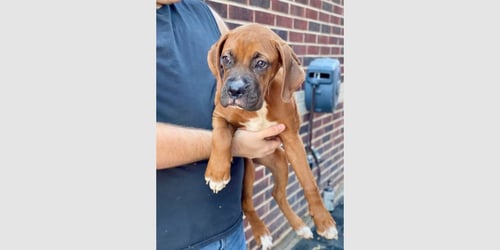 DILLY BAR - Boxer available for adoption