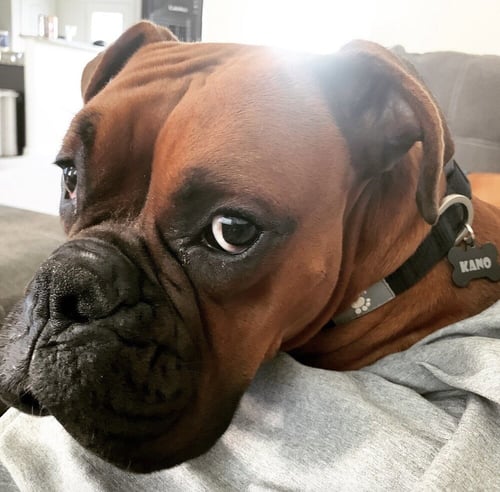 KANO - Boxer available for adoption